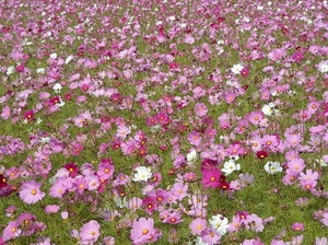 DSCN4775.JPG