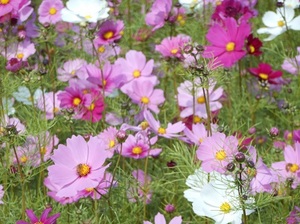DSCN4777.JPG