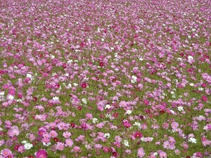 DSCN4781.JPG