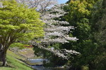 DSC_0532.JPG