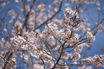 DSC_0533.JPG