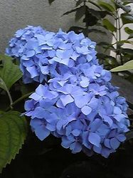 Image040.jpg