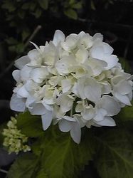Image041.jpg