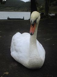Image049.jpg