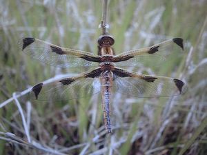 Image054.jpg