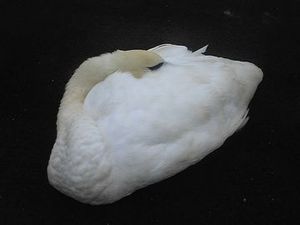 Image056.jpg