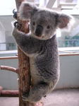 koala-an.jpg